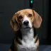 Porthos