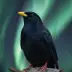 Dr Malones Dæmon