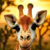 Giles the Giraffe