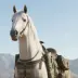 D-Horse