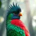 Céciles Bird