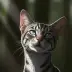 Jayfeather