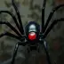The Creel House Spider