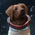Cosmo the Spacedog