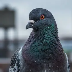 The Bowery Kings Pigeon