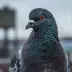 The Bowery Kings Pigeon