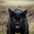 Breezepelt