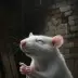 Dangerous Beans