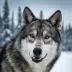White Fang