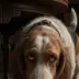 Toby the Dog
