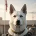 Rex the Wonder Dog