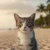 The Talking Cat