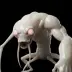 The Shape Shifter