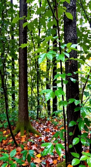 AI Video: A beautiful forest and a rainy day with pleasant weather and leaves are...