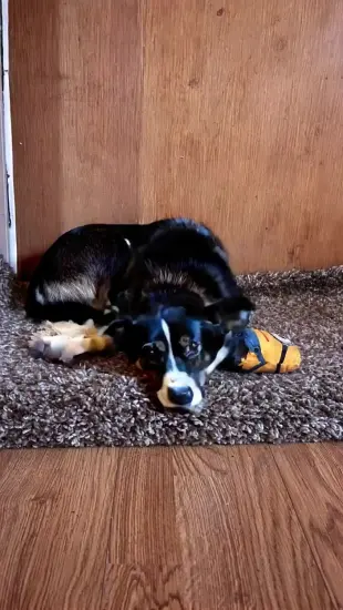 AI Video: Собака начинает бегать за свои хвостом,а после смешно падает