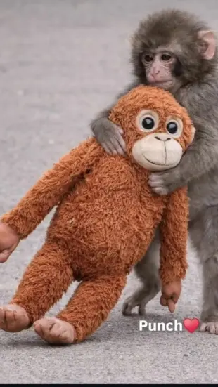 AI Video: This monkey was listed and this baby monkey bringing a monkey toy as mother...
