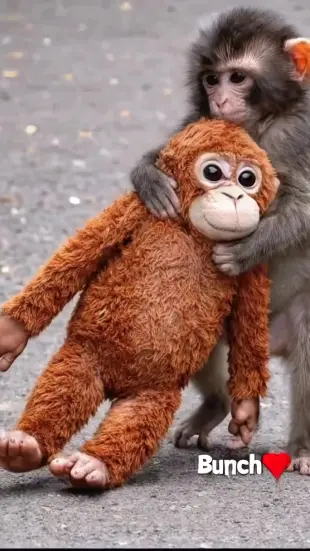 AI Video: Ultra realistic emotional baby monkey in zoo enclosure, cinematic close-up,...