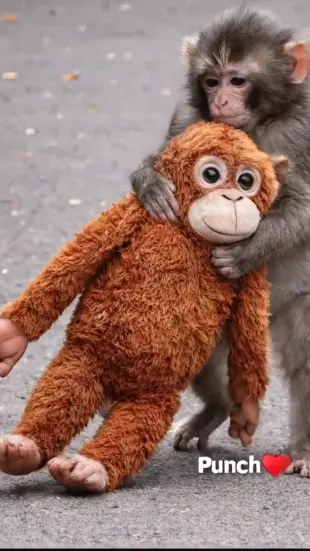 AI Video: Ultra realistic baby monkey in zoo environment, dramatic cinematic scene,...