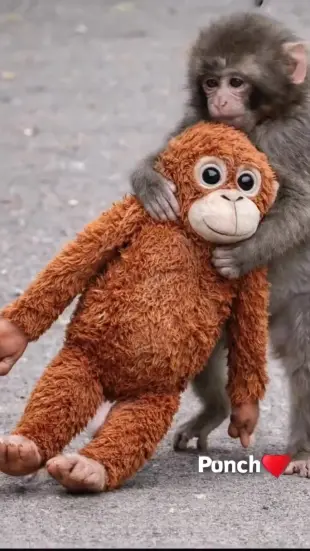 AI Video: Scene 1 (0–2 sec)
🌿 Forest morning. A lost puppy walks slowly, looking...