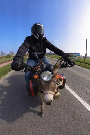 AI Video: Make it seems as if this donkey which is representing as a replacement for my...