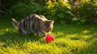 AI Video: cat playing with ball in the garden