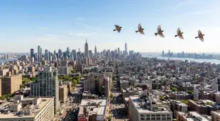 AI Video: fly birds, city