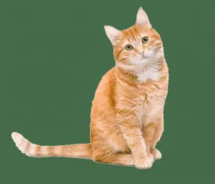 AI Video: Smile, playing with a ball, living area background