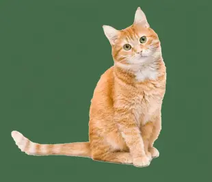 AI Video: Playing with a Bird on a bed