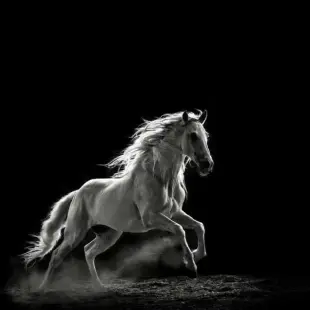 AI Video: I want to run this horse on the let side to right side