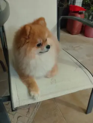 AI Video: The dog offer a rose  standing on his back feet