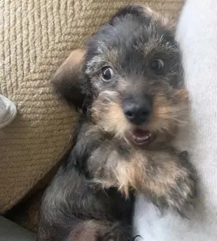 AI Video: A day in the life through the eyes of a dachshund