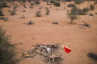 AI Video: Zoom in on the screaming woman and let her run around the giraffes