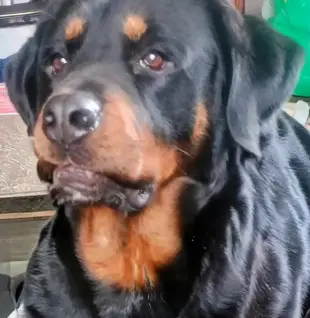 AI Video: I want this dog to speak seriously in a young girls voice and say " Dad, we...