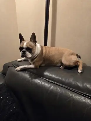 AI Video: Dog smoking cigar and blowing rings from smoke