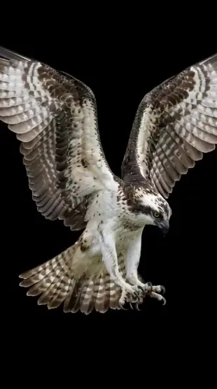AI Video: Make a video of an osprey partonus in flight on a plain black background.
