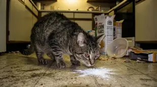 AI Video: a cat who snifs white powder 
And turns in to a powerfull being 
ready to...