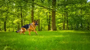 AI Video: Make my german shepherd dog walking then running slow in a straight line in...