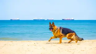 AI Video: Make my german shepherd dog walking then running slow in a straight line...