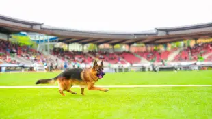 AI Video: Please make my german shepherd dog walking in a straight line in this dog...