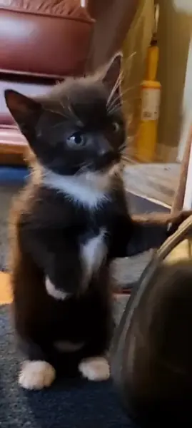 AI Video: This cat stepping outside at night, she transforms into a ninja. Then she...