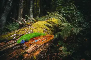 AI Video: Let the lizard move to the left over the fallen tree