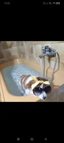 AI Video: make me a video of this dog taking a bath