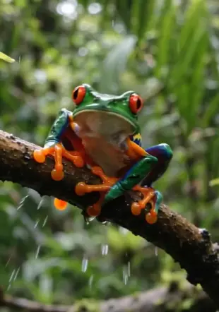 AI Video: Let this red eyed tree frog jump up and down catching a fly with his tongue