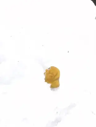 AI Video: The penguin climbs in perfect style