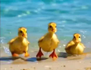AI Video: Let this three little ducks dance