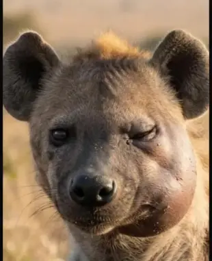 AI Video: A hyena was reportedly spotted in the Selam Sefer area below Gerji Giorgis,...